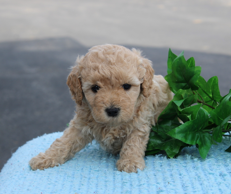 puppy, for, sale, Pomsky, Matthew B. Stoltzfus, dog, breeder, Gap, PA, dog-breeder, puppy-for-sale, forsale, nearby, find, puppyfind, locator, puppylocator, aca